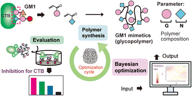 Graphical abstract: Bayesian optimization of glycopolymer structures for the interaction with cholera toxin B subunit