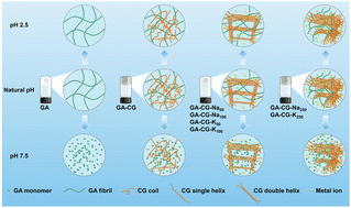 Graphical abstract: A natural food-grade supramolecular self-assembly system for creation of hierarchically structured hydrogels