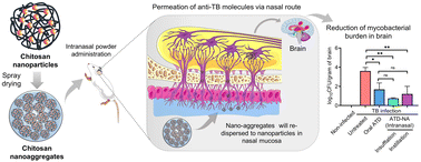 Graphical abstract: Effective cerebral tuberculosis treatment via nose-to-brain transport of anti-TB drugs using mucoadhesive nano-aggregates