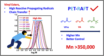 Graphical abstract: Exploring high molecular weight vinyl ester polymers made by PET-RAFT