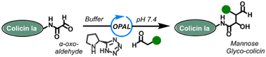 Graphical abstract: Synthesis of colicin Ia neoglycoproteins: tools towards glyco-engineering of bacterial cell surfaces