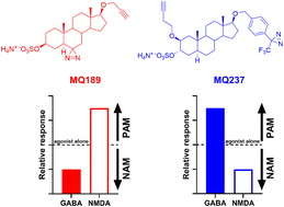 Graphical abstract: Synthesis and evaluation of photoaffinity labeling reagents for identifying binding sites of sulfated neurosteroids on NMDA and GABAA receptors