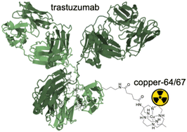 Graphical abstract: Potential theranostics of breast cancer with copper-64/67 sarcophagine-trastuzumab