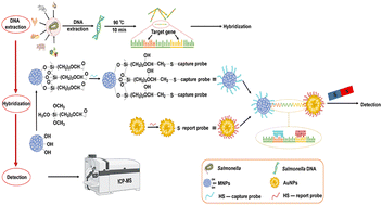 Graphical abstract: Highly sensitive detection of Salmonella typhimurium via gold and magnetic nanoparticle-mediated sandwich hybridization coupled with ICP-MS