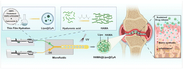 Graphical abstract: Cyaonoside A-loaded composite hydrogel microspheres to treat osteoarthritis by relieving chondrocyte inflammation