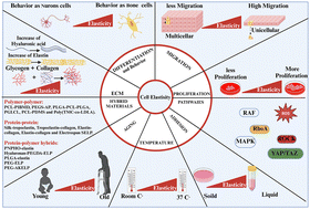 Graphical abstract: Cellular elasticity in cancer: a review of altered biomechanical features
