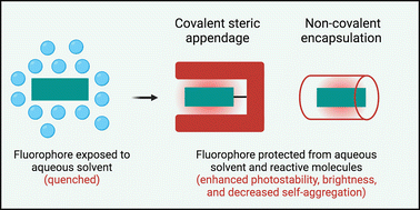 Graphical abstract: Steric protection of near-infrared fluorescent dyes for enhanced bioimaging