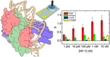 Graphical abstract: Investigation of transcription factor–DNA binding with electrolyte-gated organic transistors