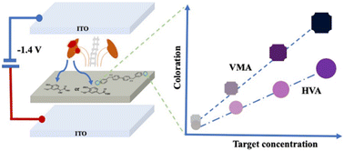 Graphical abstract: Electrochromic platform for the visual detection of the neuroblastoma biomarkers vanillylmandelic acid and homovanillic acid