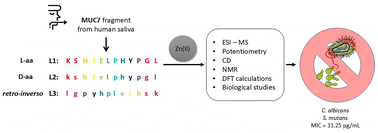 Graphical abstract: Exploring zinc(ii) ion binding and antimicrobial activity viad-amino acid substitution and retro-inverso modifications in MUC7 peptide from human saliva