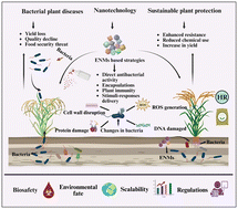 Graphical abstract: Nanotechnology-based strategies for sustainable management of bacterial plant diseases: mechanisms, applications, and future directions