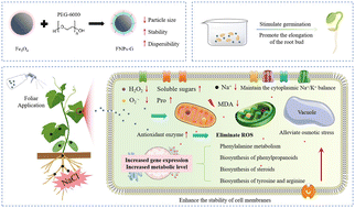 Graphical abstract: Fe3O4 nanozyme as a novel plant growth promoter for enhancing salt tolerance in cucumber seedlings: integrated analysis of growth physiology and transcriptional metabolism