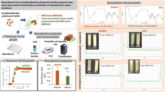 Graphical abstract: Biosurfactant from Lactiplantibacillus plantarum Tw226 produced using yacon juice and its functionality as emulsifier of essential oils in water emulsions