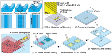 Graphical abstract: Topographic cues regulate collective cell dynamics in curved nano/microgrooved tubular microchannels