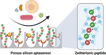 Graphical abstract: Porous silicon biosensors meet zwitterionic peptides: tackling biofouling from proteins to cells