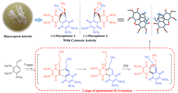 Graphical abstract: Discovery and synthesis of (+)/(–)-muyoquinone A, a pair of rare cyclopropane bridge-containing pentacyclic benzoquinone dimers with cytotoxic activity