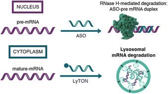 Graphical abstract: Engineering antisense oligonucleotides for targeted mRNA degradation through lysosomal trafficking
