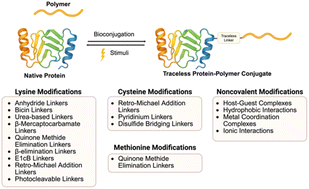 Graphical abstract: Traceless linkers used for reversible protein–polymer conjugations