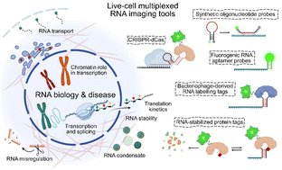 Graphical abstract: Multiplexed RNA imaging and in situ profiling in living cells