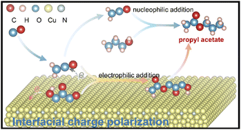 Graphical abstract: Interfacial polarization enables dual pathways for electrosynthesis of propyl acetate