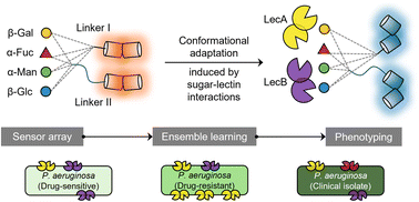 Graphical abstract: Artificial intelligence-assisted phenotyping of drug-resistant bacteria using a monosaccharide-based fluorescent sensor array