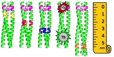 Graphical abstract: Design of a site selective heterochromic bimetallic lanthanide coiled coil with nanometre-scale control
