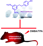 Graphical abstract: Pterostilbene, a natural analogue of resveratrol, potently inhibits 7,12-dimethylbenz[a]anthracene (DMBA)/12-O-tetradecanoylphorbol-13-acetate (TPA)-induced mouse skin carcinogenesis