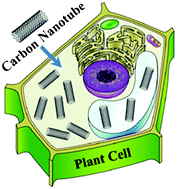 Graphical abstract: Nanobiotechnology meets plant cell biology: carbon nanotubes as organelle targeting nanocarriers