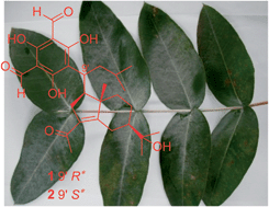 Graphical abstract: Eucalmaidials A and B, phloroglucinol-coupled sesquiterpenoids from the juvenile leaves of Eucalyptus maideni