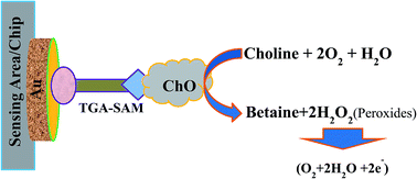 Graphical abstract: Selective choline biosensors based on choline oxidase co-immobilized into self-assembled monolayers on micro-chips at low potential