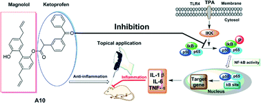 Graphical abstract: Inspired by magnolol: design of NSAID-based compounds with excellent anti-inflammatory effects
