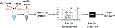 Graphical abstract: Identification of disulfide isomerase ERp57 as a target for small molecule cardioprotective agents