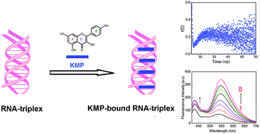 Graphical abstract: Biophysical insight into the interaction of the bioflavonoid kaempferol with triple and double helical RNA and the dual fluorescence behaviour of kaempferol