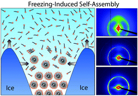Graphical abstract: Freezing-induced self-assembly of amphiphilic molecules