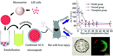 Graphical abstract: Conformal microcapsules encapsulating microcarrier-L02 cell complexes for treatment of acetaminophen-induced liver injury in rats