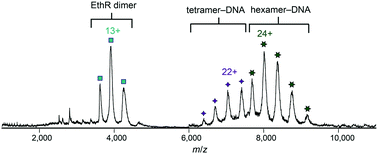 Graphical abstract: Structural insights into the EthR–DNA interaction using native mass spectrometry