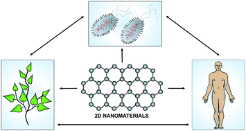 Graphical abstract: Environmental impact and potential health risks of 2D nanomaterials
