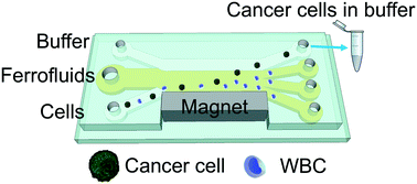 Graphical abstract: Biocompatible and label-free separation of cancer cells from cell culture lines from white blood cells in ferrofluids
