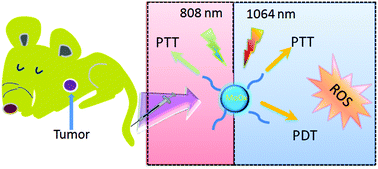 Graphical abstract: Biodegradable MoOx nanoparticles with efficient near-infrared photothermal and photodynamic synergetic cancer therapy at the second biological window
