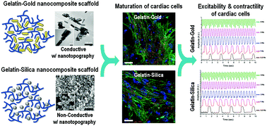 Graphical abstract: The influence of electrically conductive and non-conductive nanocomposite scaffolds on the maturation and excitability of engineered cardiac tissues