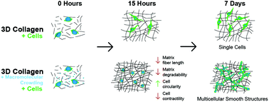Graphical abstract: Macromolecular crowding tunes 3D collagen architecture and cell morphogenesis