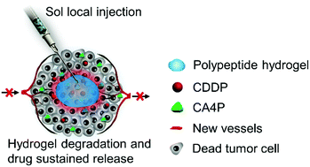 Graphical abstract: Enhanced local cancer therapy using a CA4P and CDDP co-loaded polypeptide gel depot