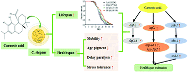 Graphical abstract: Effects on longevity extension and mechanism of action of carnosic acid in Caenorhabditis elegans