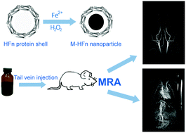 Graphical abstract: Positive magnetic resonance angiography using ultrafine ferritin-based iron oxide nanoparticles