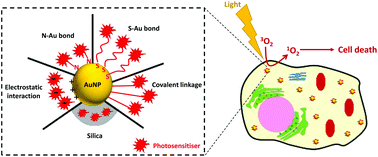 Graphical abstract: Photosensitiser-gold nanoparticle conjugates for photodynamic therapy of cancer