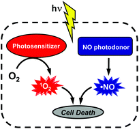 Graphical abstract: Combination of PDT photosensitizers with NO photodononors