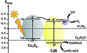 Graphical abstract: In situ addition of Ni salt onto a skeletal Cu7S4 integrated CdS nanorod photocatalyst for efficient production of H2 under solar light irradiation