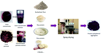 Graphical abstract: Comparison of berry juice concentrates and pomaces and alternative plant proteins to produce spray dried protein–polyphenol food ingredients