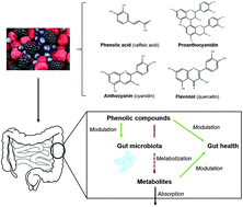 Graphical abstract: Berry polyphenols metabolism and impact on human gut microbiota and health