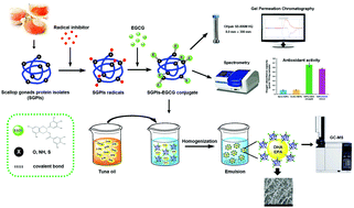 Graphical abstract: Fabrication of surface-active antioxidant biopolymers by using a grafted scallop (Patinopecten yessoensis) gonad protein isolate–epigallocatechin gallate (EGCG) conjugate: improving the stability of tuna oil-loaded emulsions